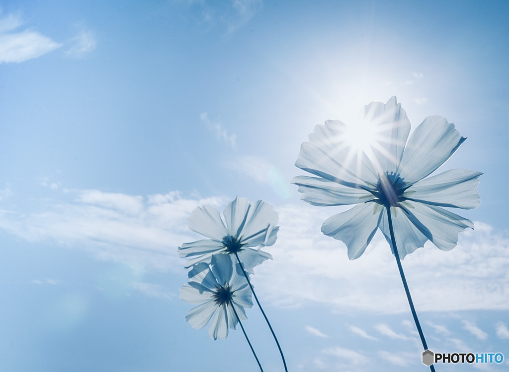 コスモスと光芒