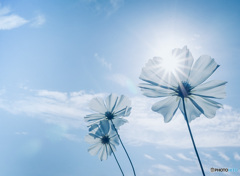 コスモスと光芒