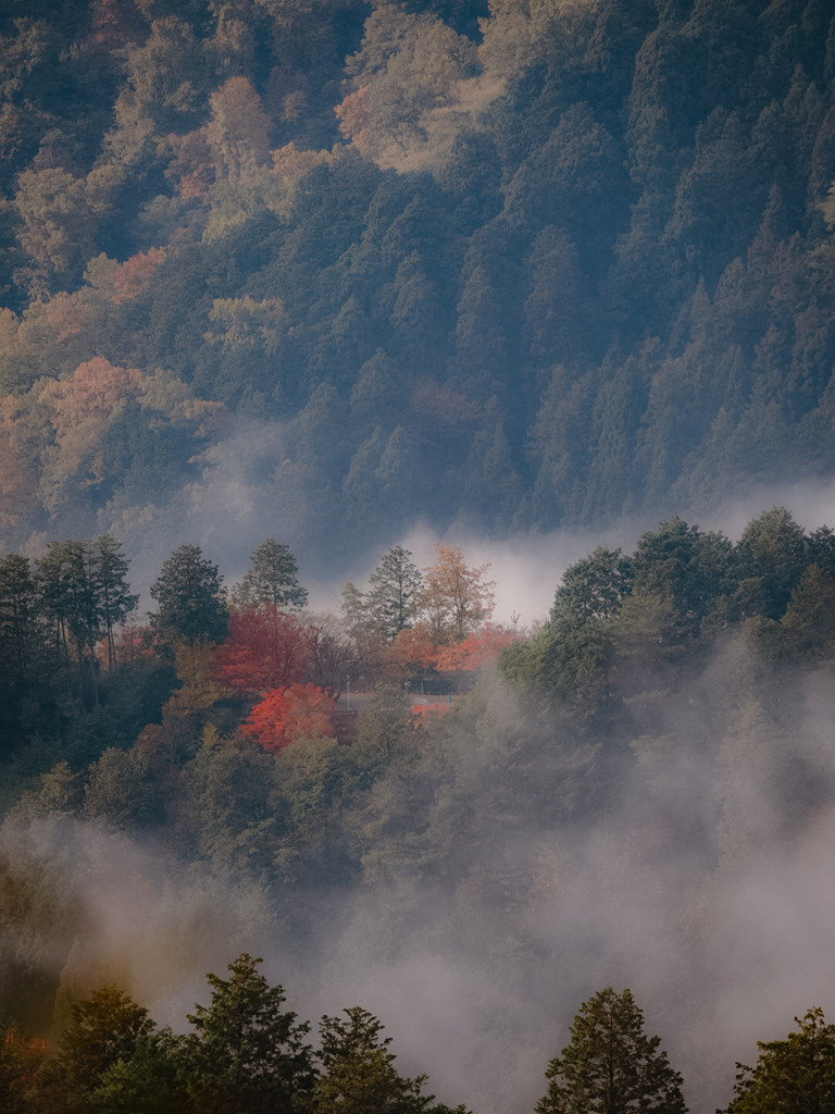紅葉と雲海