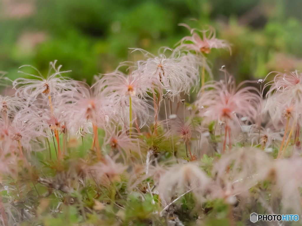 チングルマの綿毛