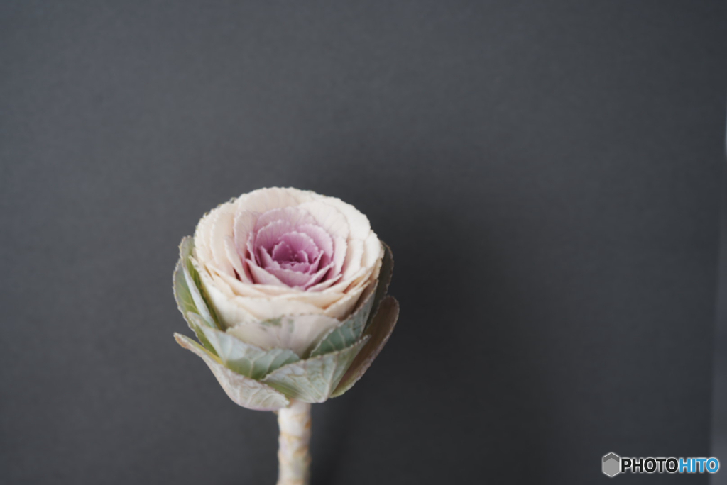 あけましておめでとうございます