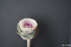 あけましておめでとうございます