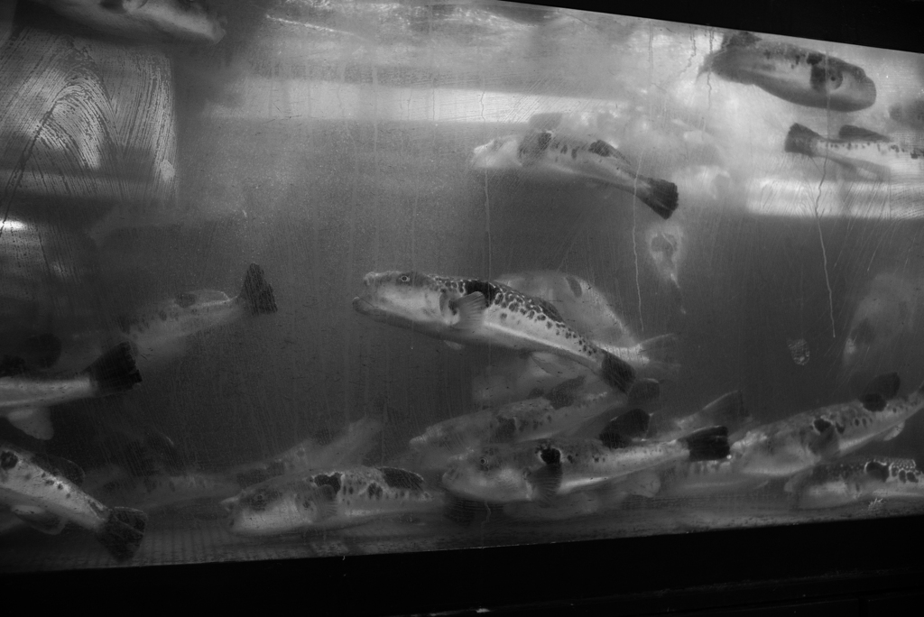 スナップ 東京 11月