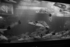 スナップ 東京 11月