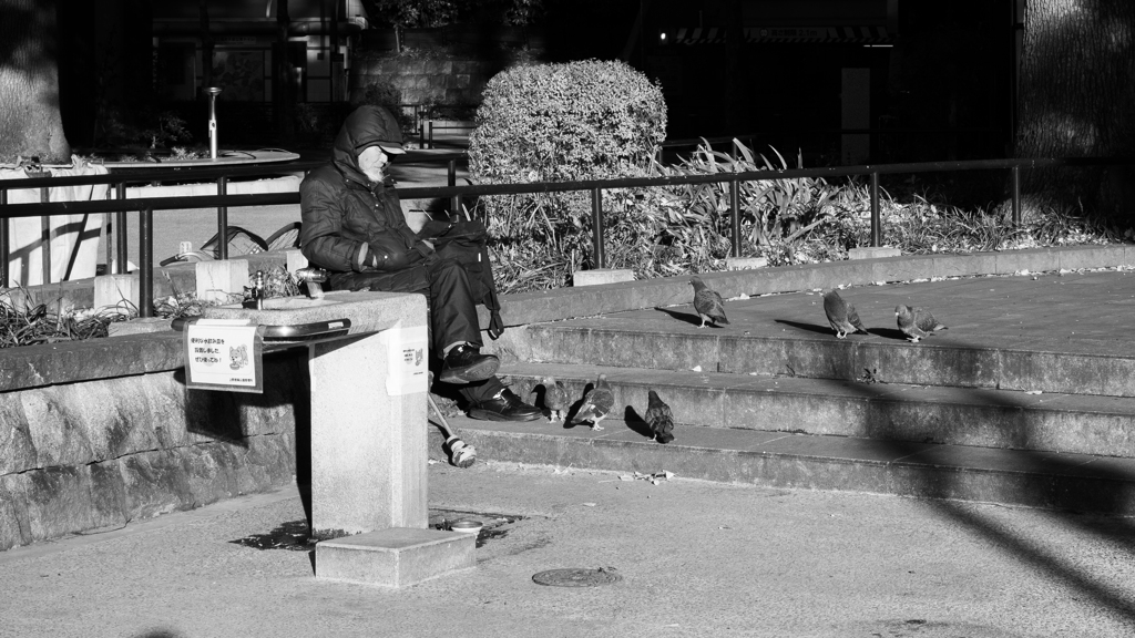 老人と鳩