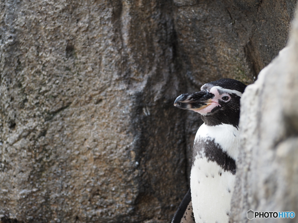 ひょっこりはん