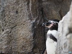 ひょっこりはん