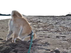 目指せブラジル