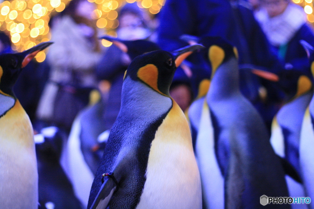 ナイトパレード