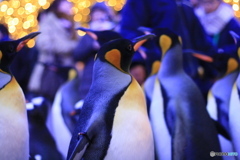 ナイトパレード