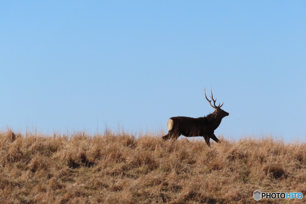 湿原を駆ける雄鹿