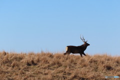 湿原を駆ける雄鹿