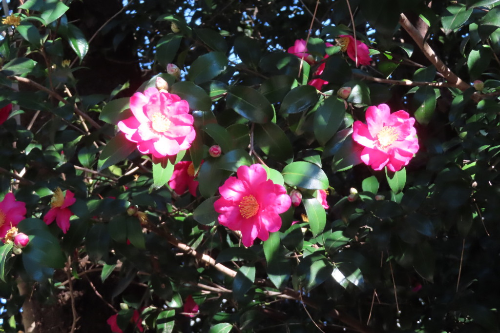 久しぶりの陽射し