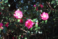 久しぶりの陽射し