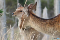母鹿と子鹿
