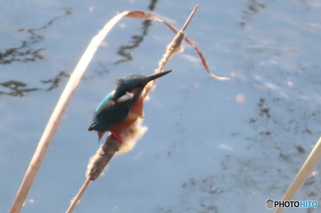 お気に入りの蒲の穂