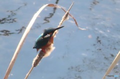 お気に入りの蒲の穂