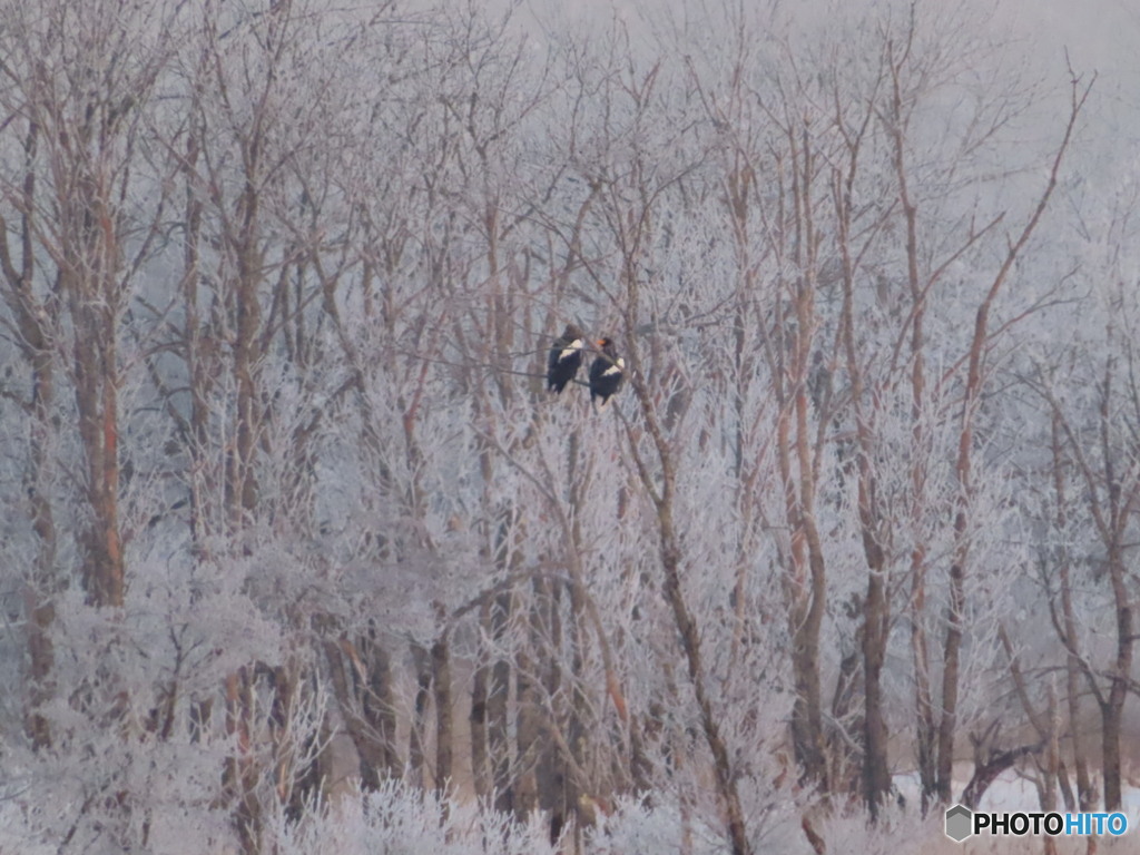 凍れる朝　霧氷とオオワシ