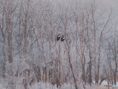 凍れる朝　霧氷とオオワシ
