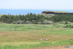 タンチョウ夫婦