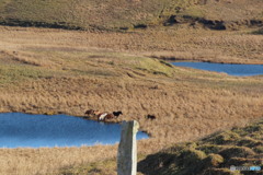 湿原の水を仲良く飲む馬の群れ