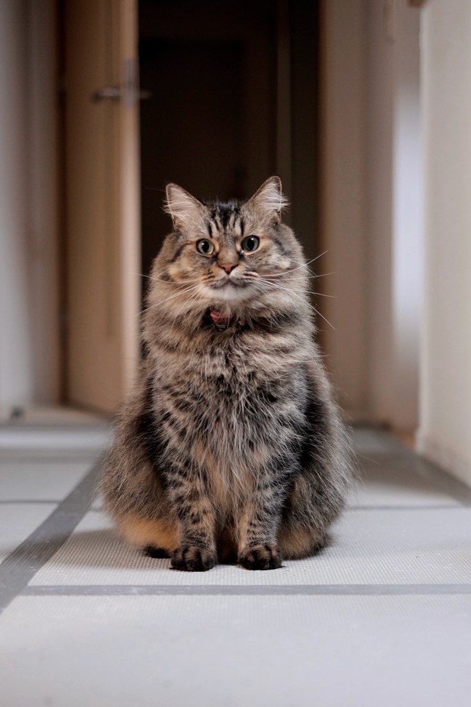 証明写真に使えそう