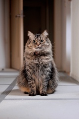 証明写真に使えそう