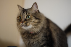 視線の先にあるのはササミ