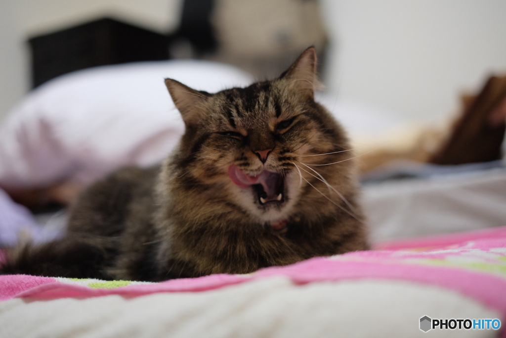 ハードボイルド