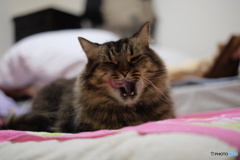 ハードボイルド