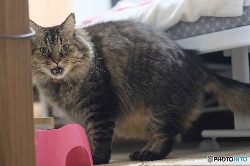 こっち見るなよぉ