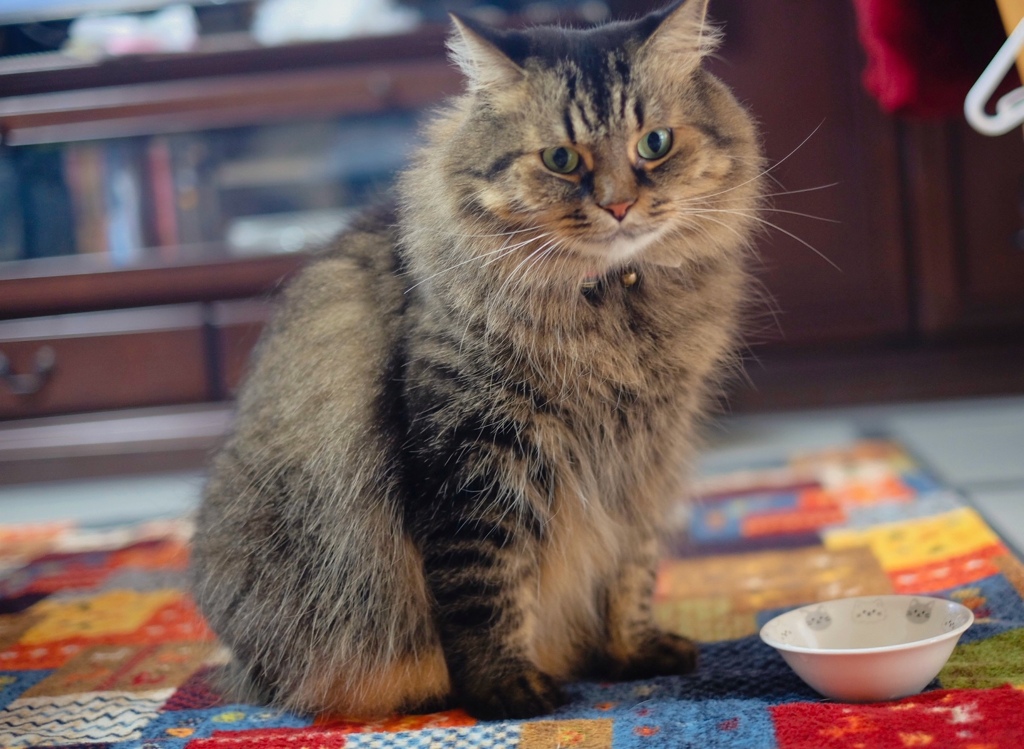 おやつ、もうなくなっちゃった……