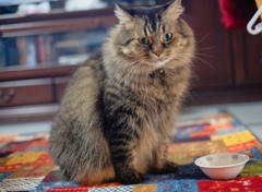 おやつ、もうなくなっちゃった……