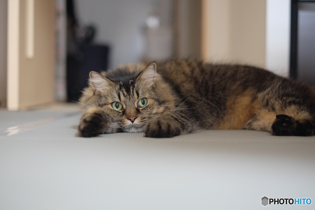 自分が可愛いことを知ってる顔