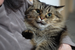 舌ちょっとしまい忘れ