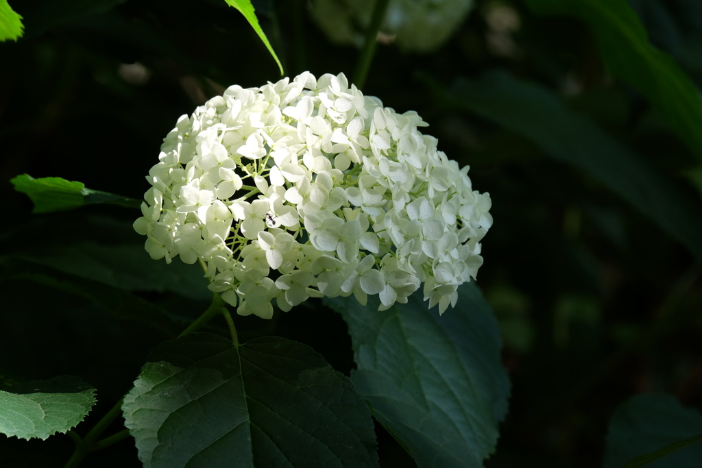 2017年6月のアナベル