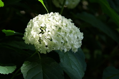 2017年6月のアナベル