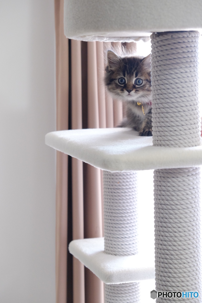 2018年のひょっこりはん