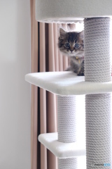 2018年のひょっこりはん