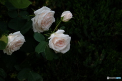 2017年5月の薔薇