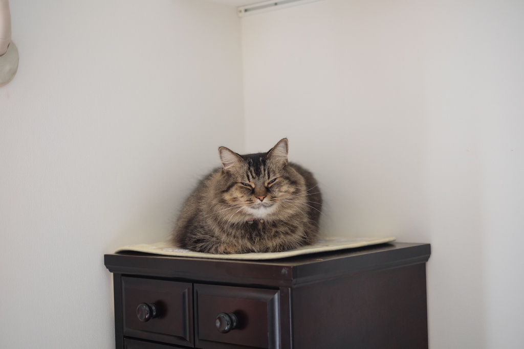 魅惑のお餅ボディ