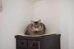 魅惑のお餅ボディ