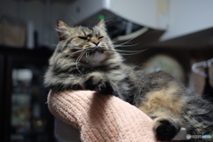 くしゃみでそう