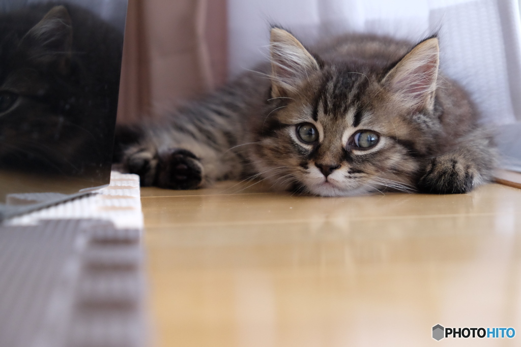 2018年6月のチビ