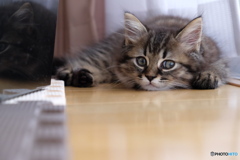 2018年6月のチビ