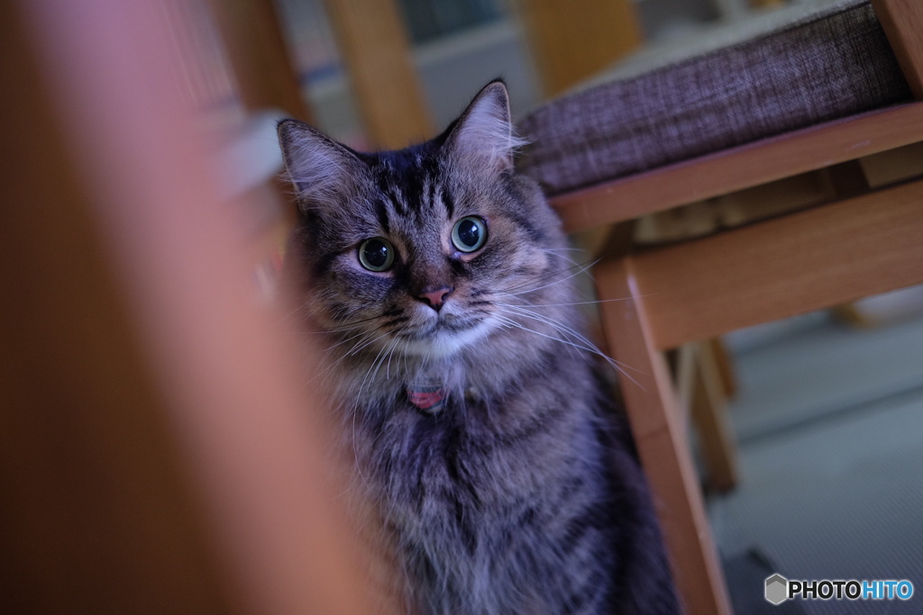 めっちゃカメラ目線