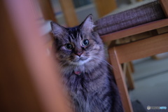 めっちゃカメラ目線