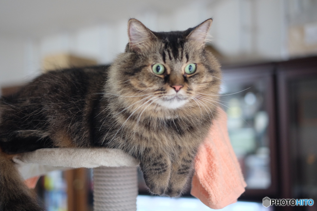 おててをちょこん