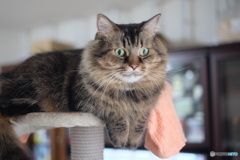 おててをちょこん