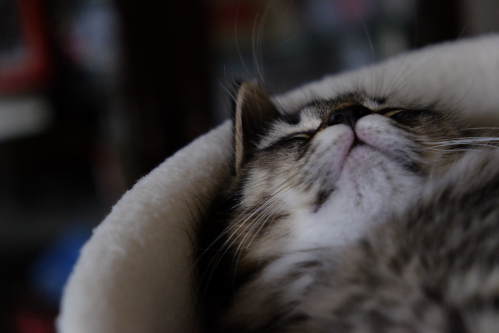 2018年6月の寝顔